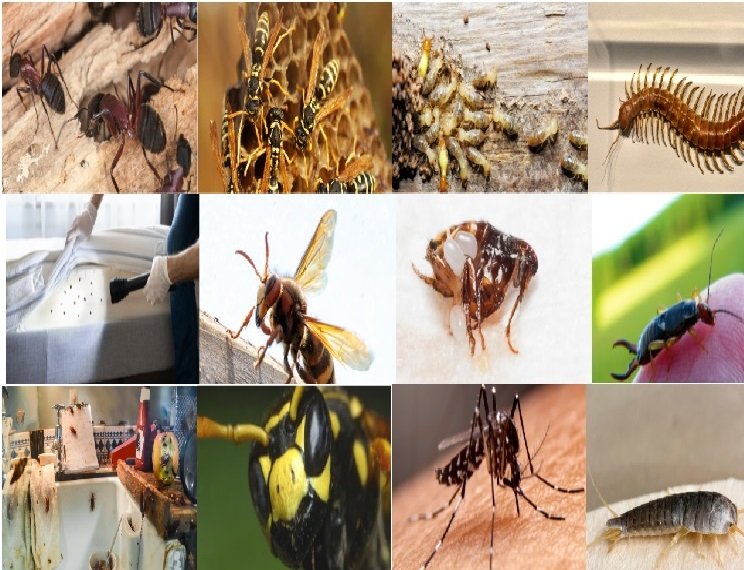 Professional pest control Oregon